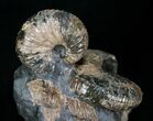 Two Hoploscaphities plenus Ammonites #6122-5